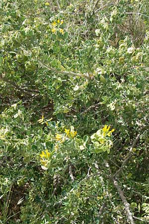 Medicago arborea \ Strauch-Schneckenklee / Tree Medick, GR Hymettos 20.5.2008