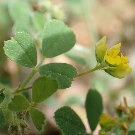 Medicago truncatula \ Gestutzter Schneckenklee, Starkdorniger Schneckenklee / Barrel Medick, GR Athen, Mount Egaleo 10.4.2019