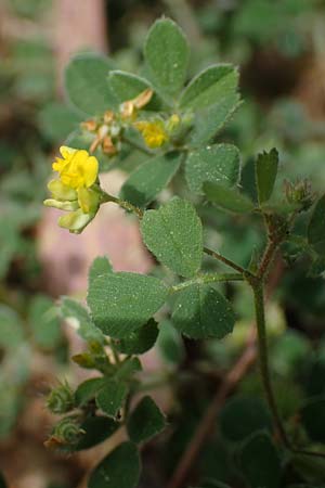 Medicago truncatula \ Gestutzter Schneckenklee, Starkdorniger Schneckenklee, GR Athen, Mount Egaleo 10.4.2019