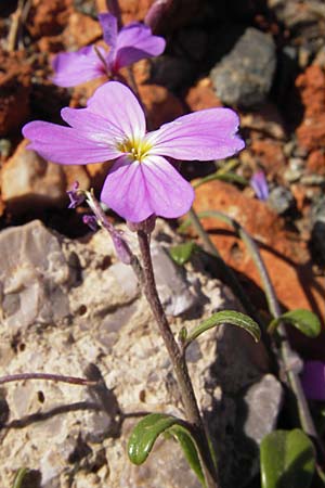 Malcolmia flexuosa \ Geschlngelte Meerviole / Sea Stock, GR Peloponnes, Monemvasia 1.4.2013