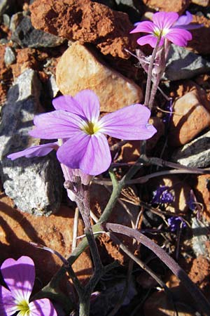 Malcolmia flexuosa \ Geschlngelte Meerviole / Sea Stock, GR Peloponnes, Monemvasia 1.4.2013