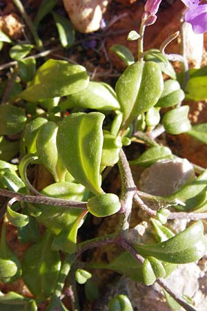 Malcolmia flexuosa \ Geschlngelte Meerviole / Sea Stock, GR Peloponnes, Monemvasia 1.4.2013