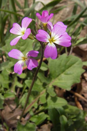 Malcolmia graeca subsp. graeca / Greek Stock, GR Peloponnese, Apollon Temple of Bassae 29.3.2013