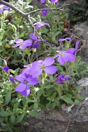 Aubrieta deltoidea \ Blaukissen, GR Parnitha 3.4.2013