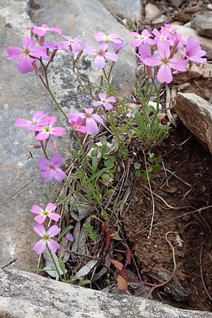 Malcolmia graeca subsp. hydraea / Hydra Stock, GR Hymettos 20.3.2019