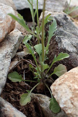 Malcolmia graeca subsp. hydraea / Hydra Stock, GR Hymettos 20.3.2019