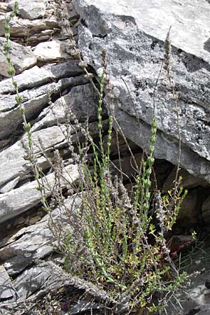 Micromeria juliana \ Sankt Julian-Steinminze, GR Hymettos 20.5.2008