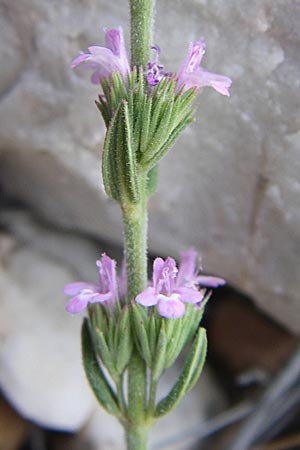 Micromeria juliana \ Sankt Julian-Steinminze / Saint Julian Savory, GR Parnitha 22.5.2008