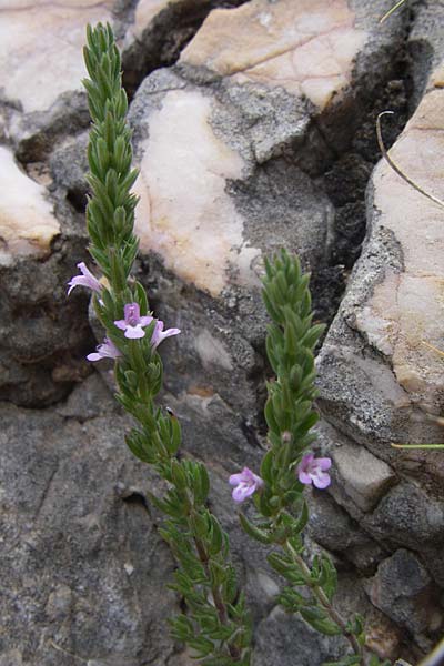 Micromeria juliana \ Sankt Julian-Steinminze / Saint Julian Savory, GR Parnitha 22.5.2008