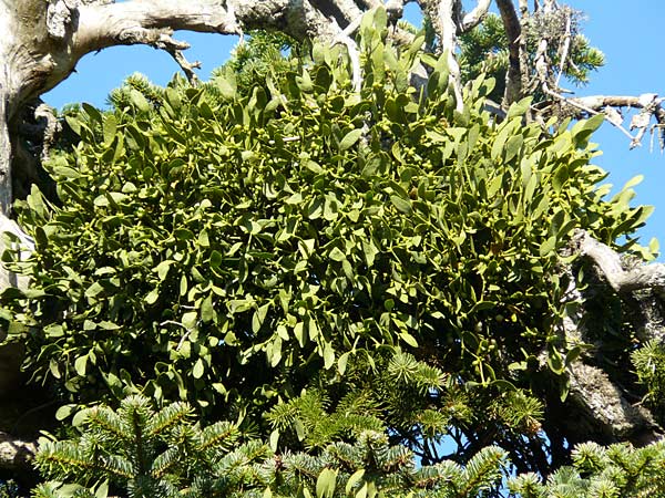 Viscum album subsp. abietis \ Tannen-Mistel / White Mistletoe, Dwarf Mistletoe, GR Parnitha 1.9.2014