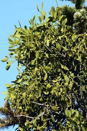 Viscum album subsp. abietis \ Tannen-Mistel / White Mistletoe, Dwarf Mistletoe, GR Parnitha 1.9.2014