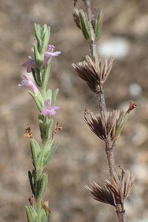 Micromeria juliana \ Sankt Julian-Steinminze, GR Euboea (Evia), Istiea 27.8.2017