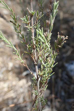 Micromeria juliana \ Sankt Julian-Steinminze / Saint Julian Savory, GR Euboea (Evia), Istiea 27.8.2017