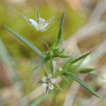 Sabulina tenuifolia subsp. hybrida \ Zarte Miere, Feinblttrige Miere, GR Athen, Mount Egaleo 10.4.2019