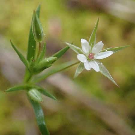 Sabulina tenuifolia subsp. hybrida \ Zarte Miere, Feinblttrige Miere, GR Athen, Mount Egaleo 10.4.2019