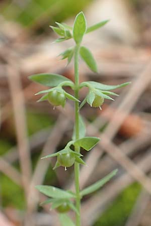 Lysimachia linum-stellatum \ Stern-Lein / Flax-Leaved Loosestrife, GR Athen, Mount Egaleo 10.4.2019