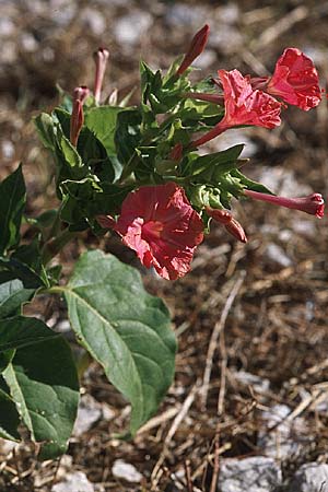 Mirabilis jalapa \ Wunderblume, GR Koronisia 6.9.2007