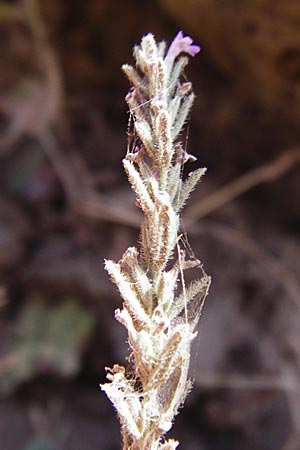 Micromeria juliana \ Sankt Julian-Steinminze, GR Euboea (Evia), Dimosari - Schlucht 29.8.2014