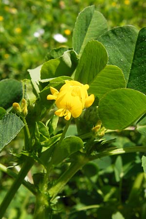 Medicago polymorpha ? / Toothed Medick, Spotted Medick, GR Peloponnes, Olympia 28.3.2013