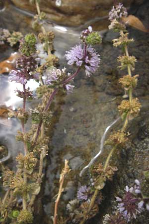 Mentha pulegium \ Polei-Minze / Squaw Mint, Pennyroyal, GR Euboea (Evia), Kalianou 29.8.2014