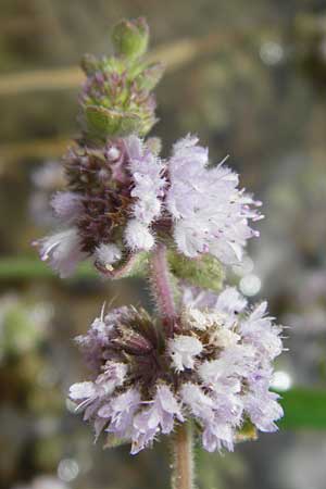 Mentha pulegium \ Polei-Minze, GR Euboea (Evia), Kalianou 29.8.2014