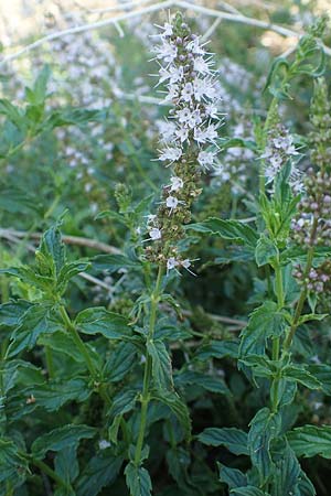 Mentha x piperita / Pepper Mint, GR Euboea (Evia), Istiea 27.8.2017