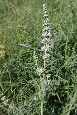 Mentha x piperita ? / Pepper Mint, GR Euboea (Evia), Kerasia 27.8.2017