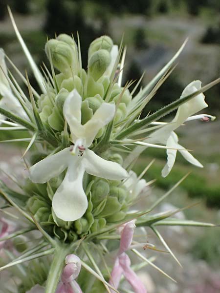 Morina persica \ Persische Steppendistel / Prickly Whorlflower, GR Peloponnes, Taygetos 27.5.2024