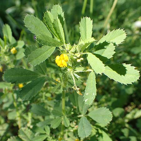 Medicago rugosa \ Rippen-Schneckenklee / Wrinkled Medick, Rugose Medick, GR Hymettos 23.3.2019