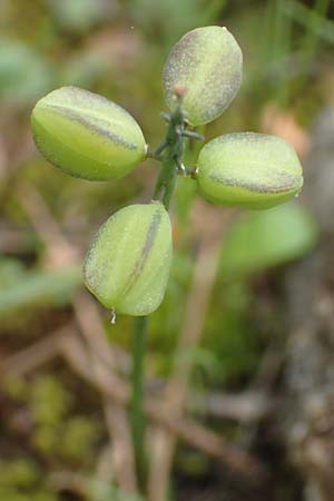 Muscari botryoides \ Kurztraubige Bisamhyazinthe, Kleine Traubenhyazinthe, GR Athen, Mount Egaleo 10.4.2019