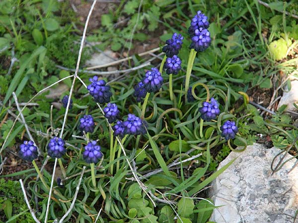 Muscari commutatum \ Dunkle Traubenhyazinthe, Verwechselte Traubenhyazinthe / Dark Grape Hyacinth, GR Gerania - Gebirge/Mountains, Perachora 20.3.2012 (Photo: Gisela Nikolopoulou)