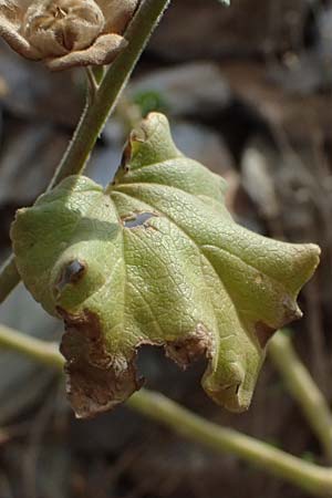 Malva arborea \ Baumfrmige Strauchpappel, Baum-Strauchpappel / Tree Mallow, GR Peloponnes, Vathia 30.5.2024