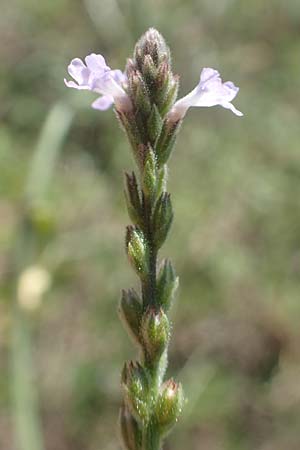 Verbena officinalis / Vervain, GR Euboea (Evia), Istiea 27.8.2017