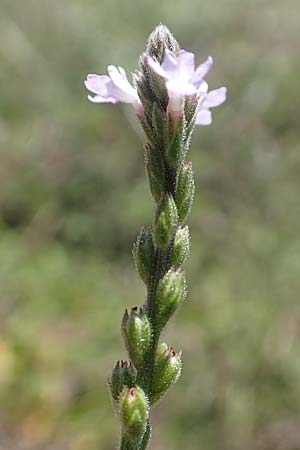 Verbena officinalis \ Gewhnliches Eisenkraut / Vervain, GR Euboea (Evia), Istiea 27.8.2017