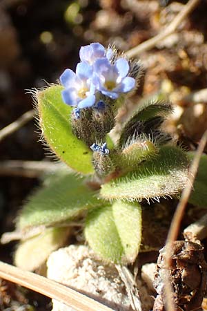 Myosotis incrassata ? \ Dickblttriges Vergissmeinnicht / Thick-Leafed Forget-me-not, GR Parnitha 22.3.2019