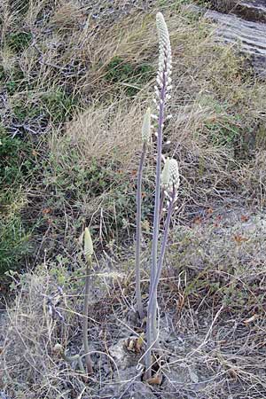 Drimia numidica \ Meerzwiebel, GR Euboea (Evia), Karistos 28.8.2014