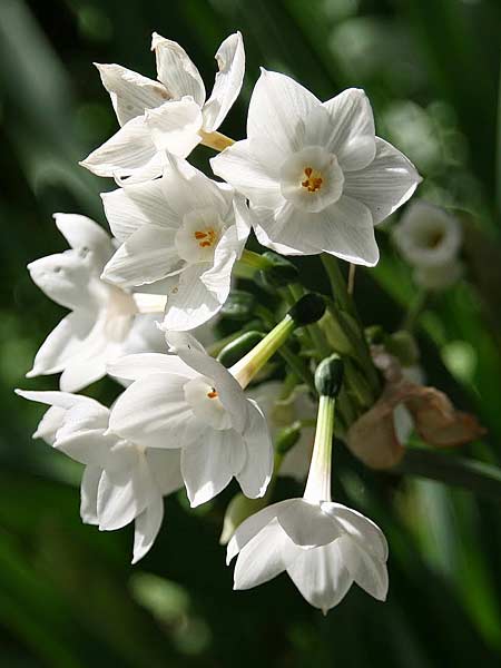 Narcissus papyraceus \ Weihnachts-Narzisse / Paperwhite Narcissus, GR Korinth/Corinth 12.12.2014 (Photo: Gisela Nikolopoulou)