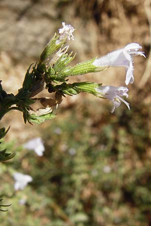 Clinopodium calamintha \ Kleinbltige Bergminze, GR Euboea (Evia), Karistos 28.8.2014