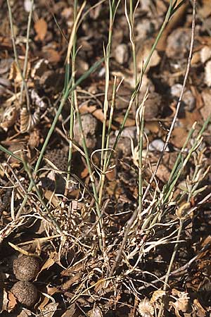 Dianthus biflorus \ Zweibltige Nelke, GR Megaspilion 4.9.2007