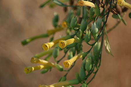 Nicotiana glauca \ Blaugrner Tabak, Baum-Tabak, GR Korinth 14.9.2014 (Photo: Gisela Nikolopoulou)