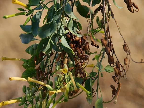 Nicotiana glauca \ Blaugrner Tabak, Baum-Tabak / Tree Tobacco, GR Korinth/Corinth 14.9.2014 (Photo: Gisela Nikolopoulou)