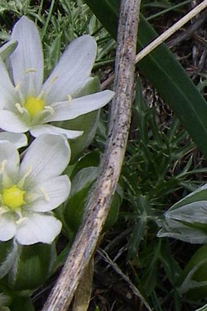 Ornithogalum oligophyllum \ Wenigblttriger Milchstern / Star of Bethlehem, GR Timfi 17.5.2008