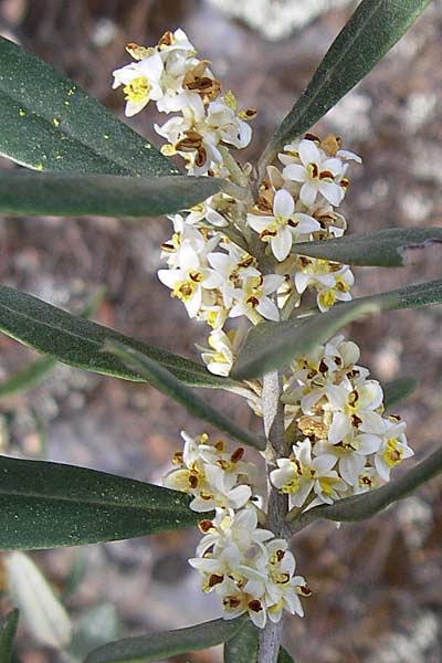 Olea europaea var. europaea / Olive, GR Hymettos 21.5.2008