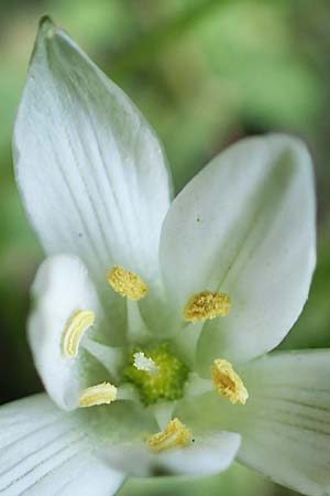 Ornithogalum collinum \ Hgel-Milchstern / Greek Star of Bethlehem, GR Athen 23.3.2019