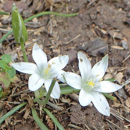 Ornithogalum exscapum / White Star of Bethlehem, GR Athen, Mount Egaleo 10.4.2019