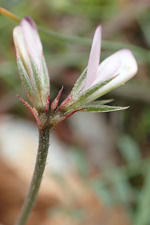 Hedysarum spinosissimum \ Dorniger Sklee / Spiny Sulla, GR Athen, Mount Egaleo 10.4.2019