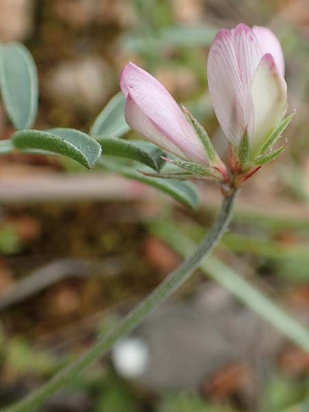 Hedysarum spinosissimum \ Dorniger Sklee, GR Athen, Mount Egaleo 10.4.2019