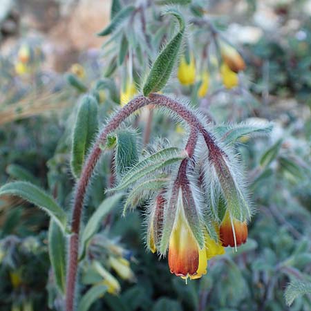 Onosma graeca \ Griechische Lotwurz / Greek Goldendrop, GR Parnitha 22.3.2019