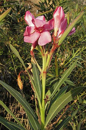 Nerium oleander \ Oleander, GR Igoumenitsa 24.8.2007