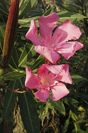 Nerium oleander / Oleander, Rose Bay, GR Igoumenitsa 24.8.2007